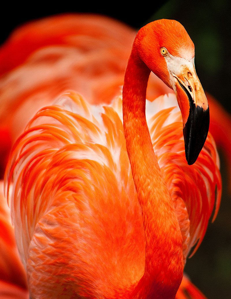 Flamingo - AFBEELDING AAN DE MUUR