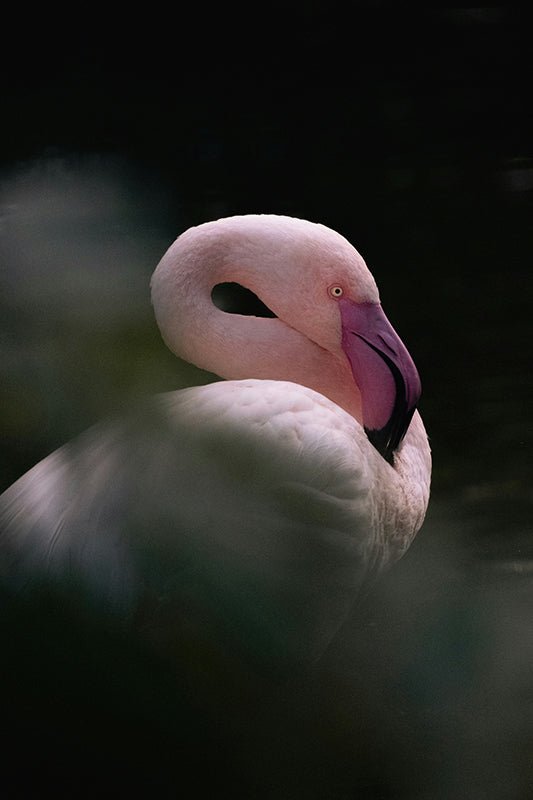 Flamingo2 - AFBEELDING AAN DE MUUR