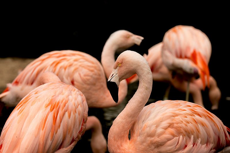 Flamingo's - AFBEELDING AAN DE MUUR
