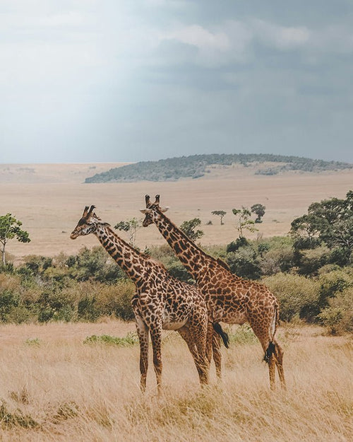 Giraffen - AFBEELDING AAN DE MUUR