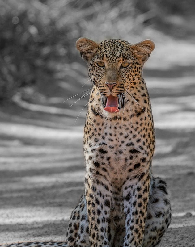 Jaguar - AFBEELDING AAN DE MUUR