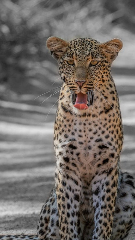 Jaguar - AFBEELDING AAN DE MUUR