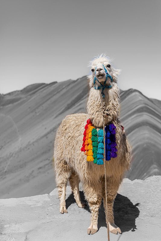 Lama - AFBEELDING AAN DE MUUR