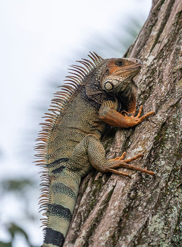 Leguaan - AFBEELDING AAN DE MUUR