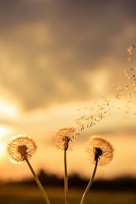 Natuur (17) - AFBEELDING AAN DE MUUR