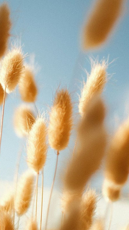 Natuur (20) - AFBEELDING AAN DE MUUR