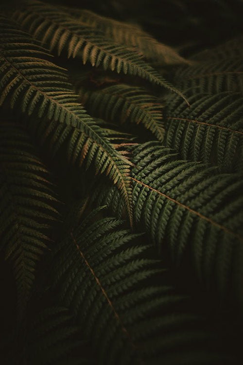 Natuur (25) - AFBEELDING AAN DE MUUR