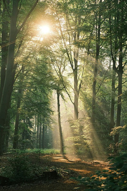 Natuur (29) - AFBEELDING AAN DE MUUR