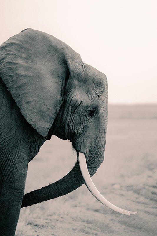 Olifant - AFBEELDING AAN DE MUUR