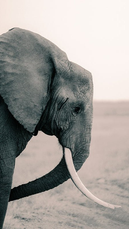 Olifant - AFBEELDING AAN DE MUUR