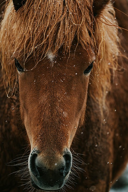 Paard - AFBEELDING AAN DE MUUR