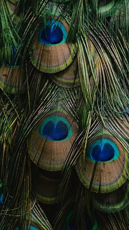 Pauw veren - AFBEELDING AAN DE MUUR