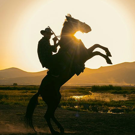 Steigerend paard - AFBEELDING AAN DE MUUR