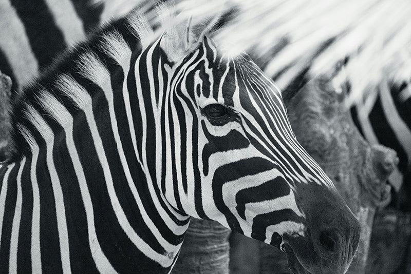 Zebra's - AFBEELDING AAN DE MUUR