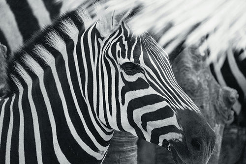 Zebra's - AFBEELDING AAN DE MUUR