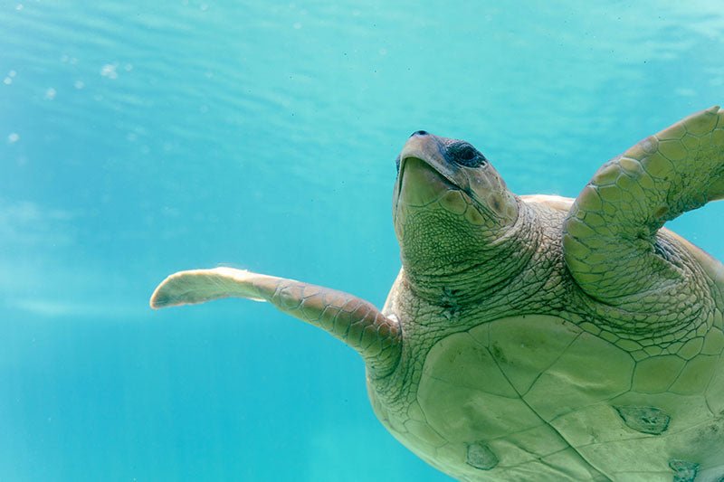 Zwemmende schildpad - AFBEELDING AAN DE MUUR